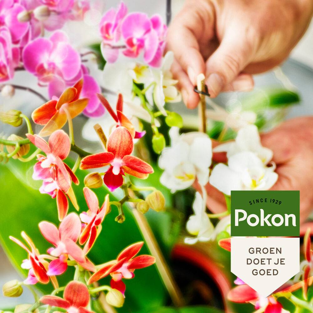 Pokon - Engrais liquide pour plantes Pokon - Orchidées - 250ml - Image 2