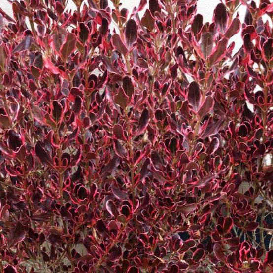 Coprosma Pacific Dawn Pot de 2L/3L - Image 1