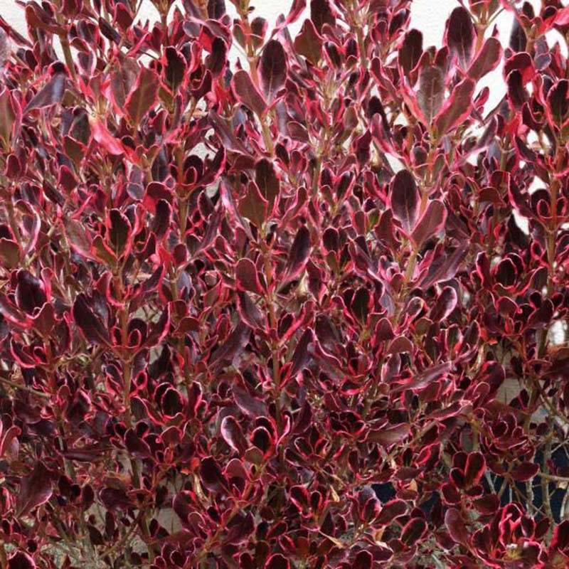 Coprosma Pacific Dawn Pot de 2L/3L