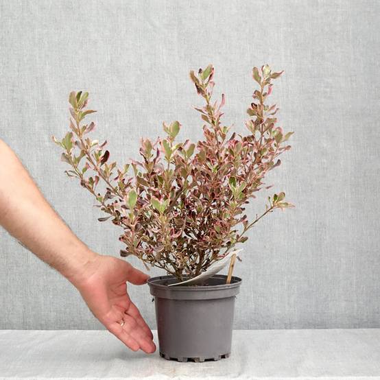 Coprosma Pacific Dawn Pot de 2L/3L - Image 2