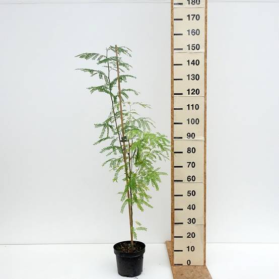Gleditsia triacanthos Goofy - Févier d'Amérique Pot de 7,5L/10L - Image 2