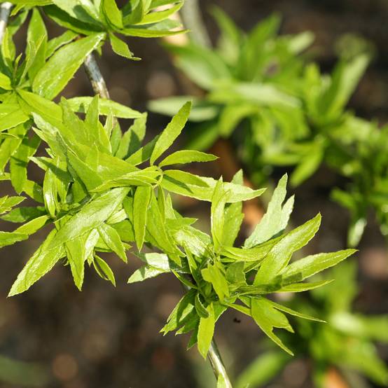 Gleditsia triacanthos Goofy - Févier d'Amérique Pot de 7,5L/10L - Image 1