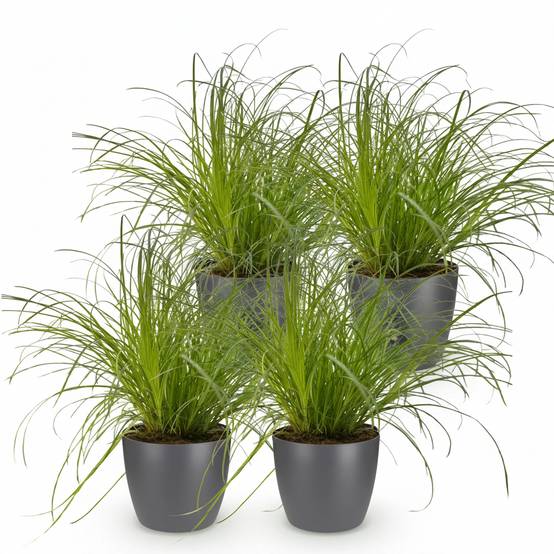 Cyperus Alternifolius Zumula - H30cm - Image 2