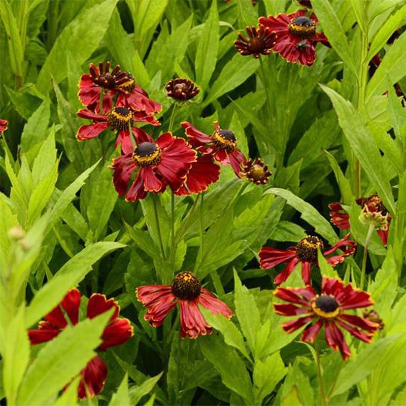 Promesse de Fleurs - Helenium Potter's Wheel - Hélénie Godet de 8/9 cm