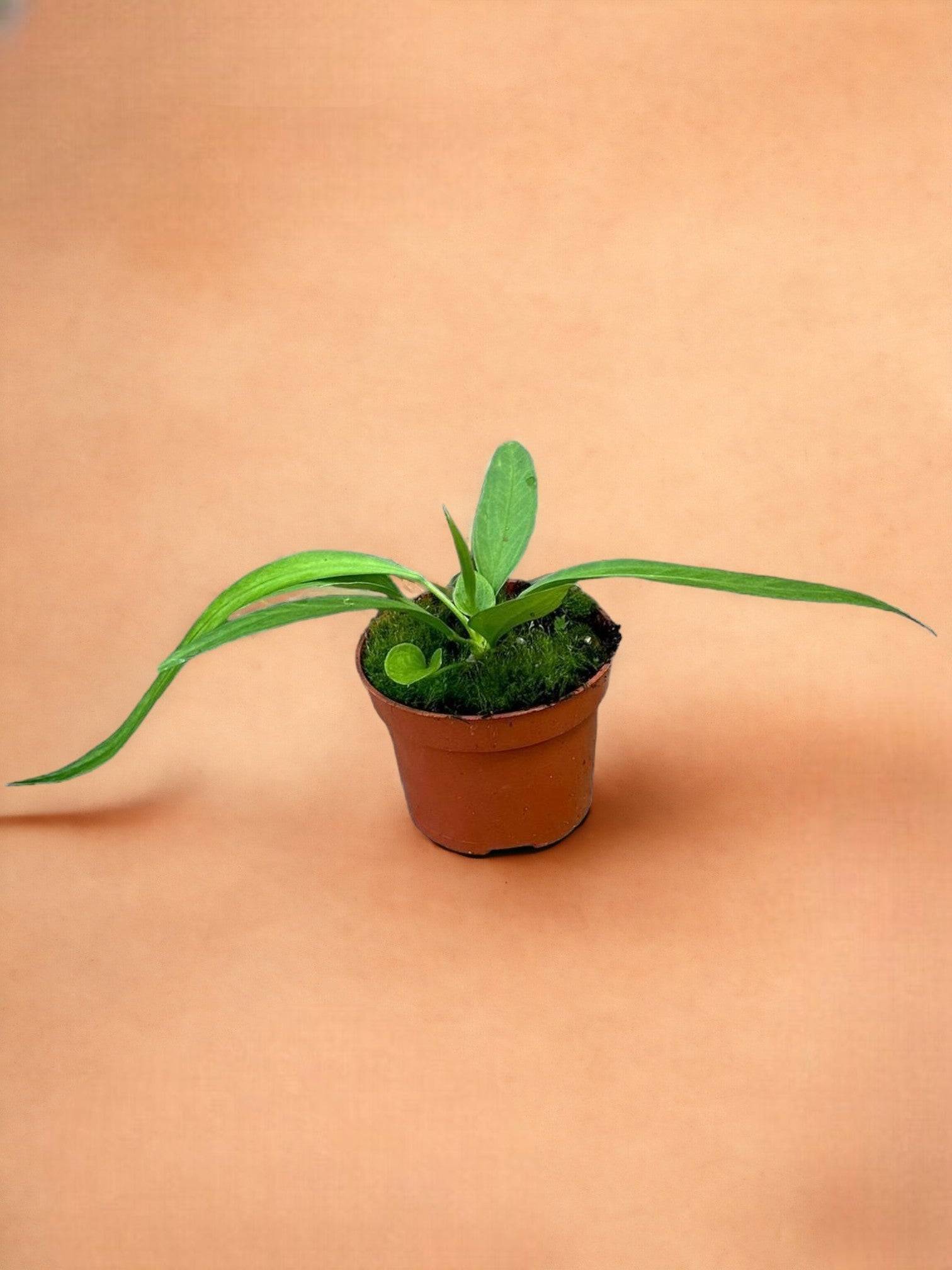Anthurium Vittarifolium- La Green Touch