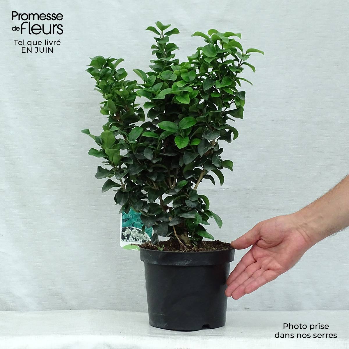 Promesse de Fleurs - Troène du Japon - Ligustrum japonicum Rotundifolium Pot de 2L/3L - Image 2
