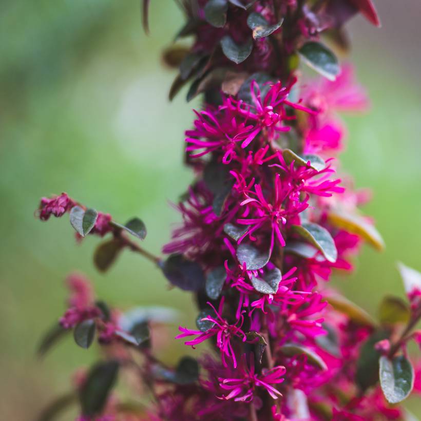 Promesse de Fleurs - Loropetalum chinense Rose in Black - Loropétale de Chine Pot de 2L/3L