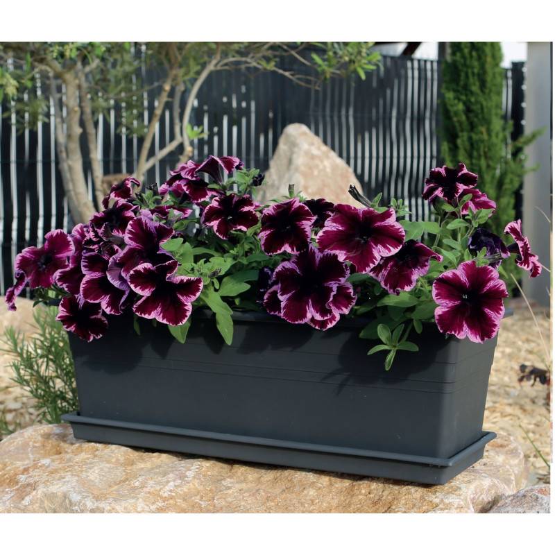 Riviera - Plateau pour jardinière 50 cm - 45,5 x 16 x 3,1 cm - Gris - Fabrication Française - Image 3