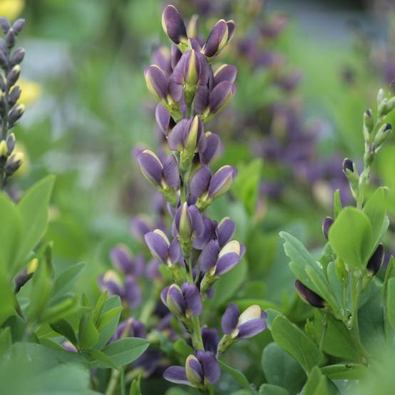 Baptisia Indigo Spires - Lupin indigo Godet de 8/9 cm