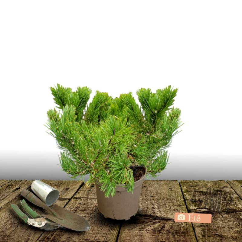 Pin noir BAMBINO® 'Gaëlle Bregeon', Pinus - Pot de 3L - 20/40 cm - Image 6