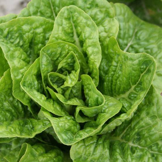 Promesse de Fleurs - Laitue Grasse Rougette de Montpellier le sachet de 2500 graines environ (3g)