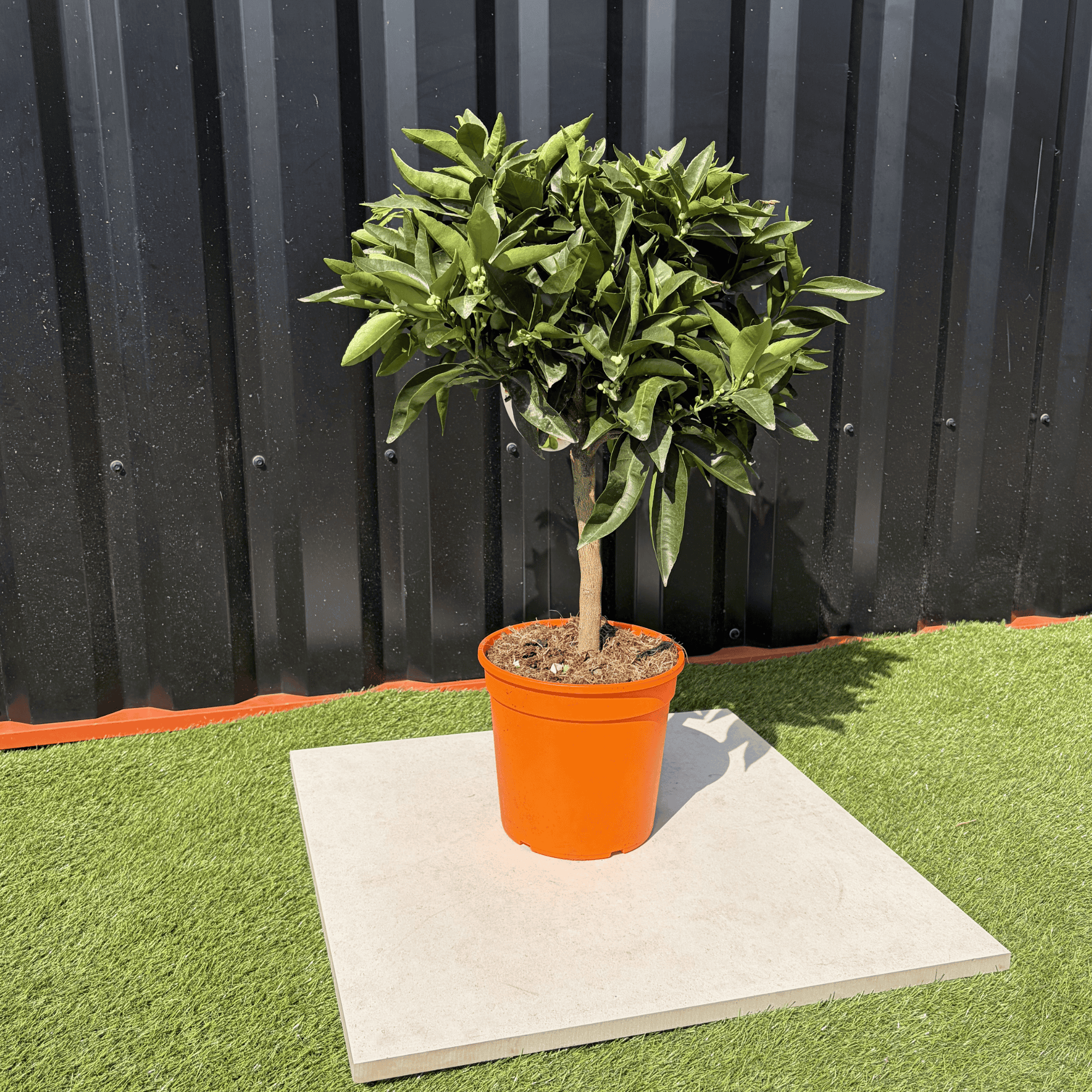 Clémentinier Citrus Clementina Hauteur 70 cm - Image 3
