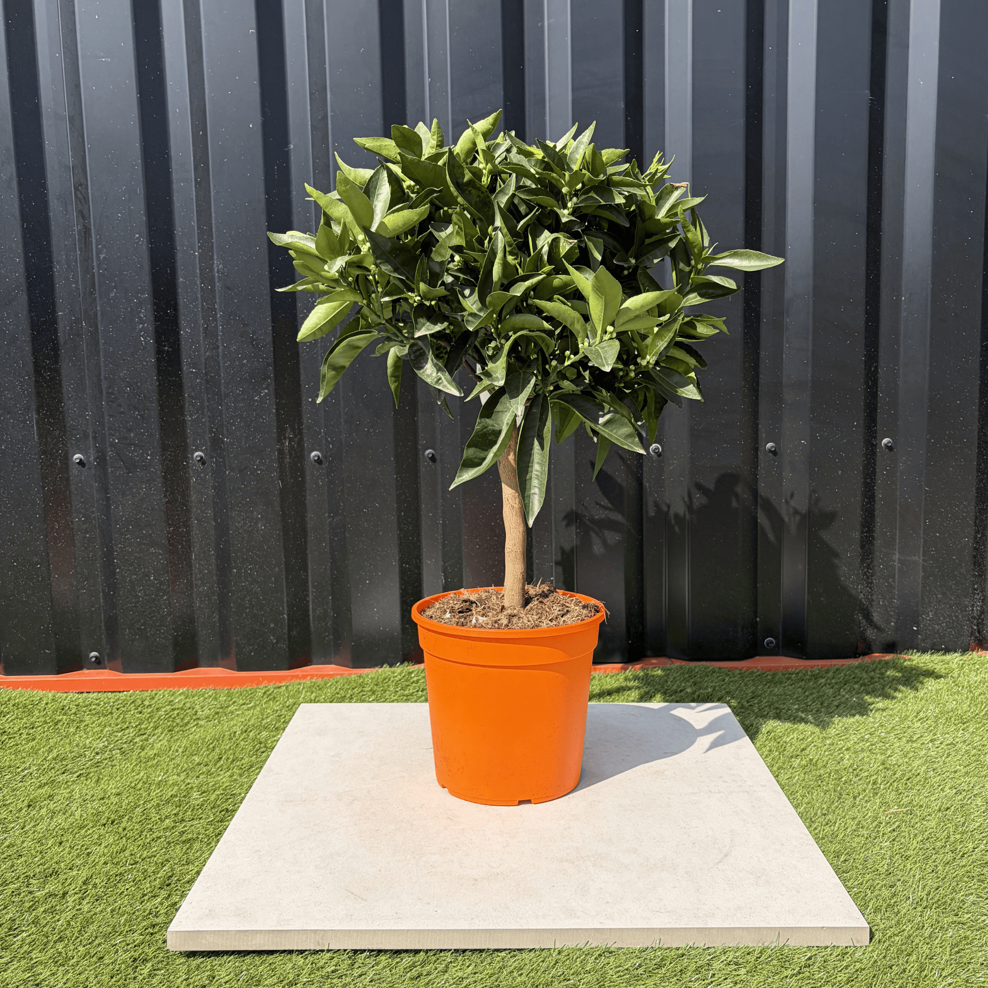 Clémentinier Citrus Clementina Hauteur 70 cm - Image 1