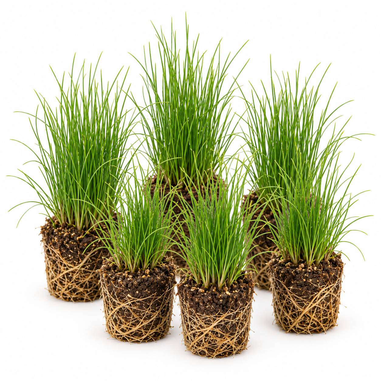 Scirpe épingle - Eleocharis acicularis - 12 plantes