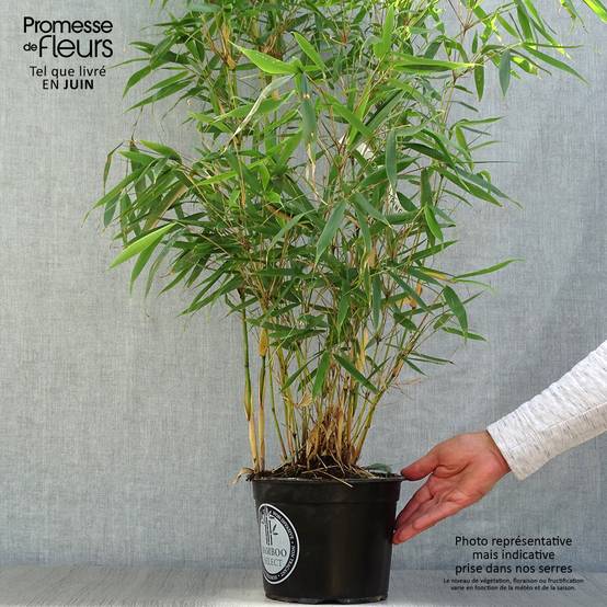 Promesse de Fleurs - Fargesia robusta Pingwu - Bambou non traçant Pot de 4L/5L - Image 2