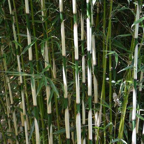 Promesse de Fleurs - Fargesia robusta Pingwu - Bambou non traçant Pot de 4L/5L - Image 1