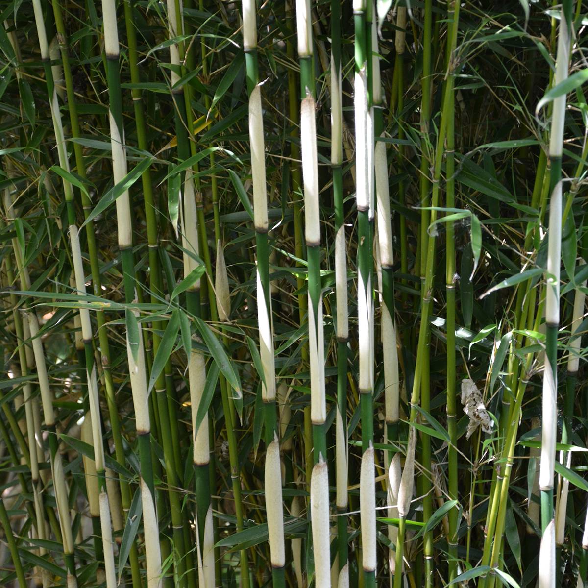 Promesse de Fleurs - Fargesia robusta Pingwu - Bambou non traçant Pot de 4L/5L - Image 1