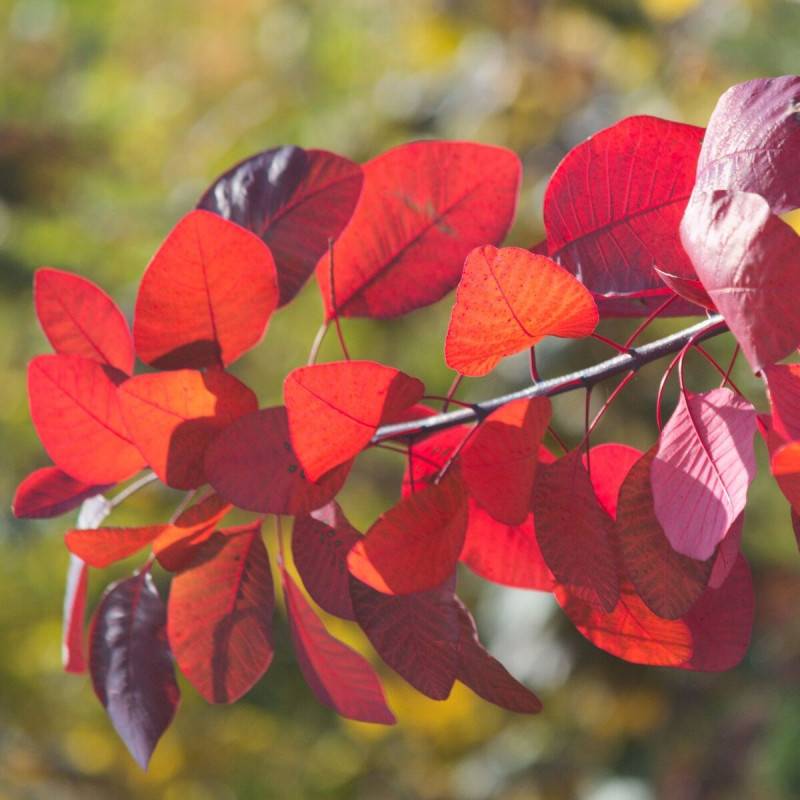 Arbre à perruque Flame, Cotinus à fleurs Blanche - feuillage Caduc - Pot de 4L - 40/60 cm-  hauteur à maturité De 2,50 m à 3,00 m - Image 1