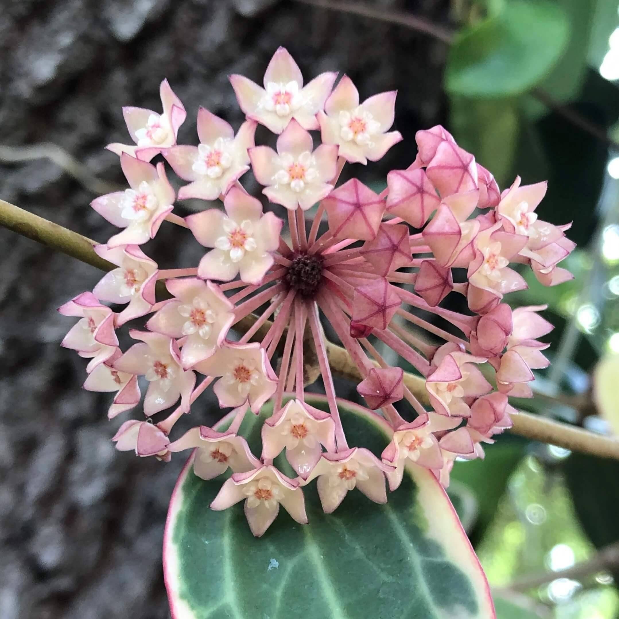 Hoya Latifolia Albomarginata - Pot de 8cm - Plantes d'intérieur - Image 1