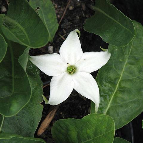 Promesse de Fleurs - Jaborosa integrifolia Godet de 8/9 cm