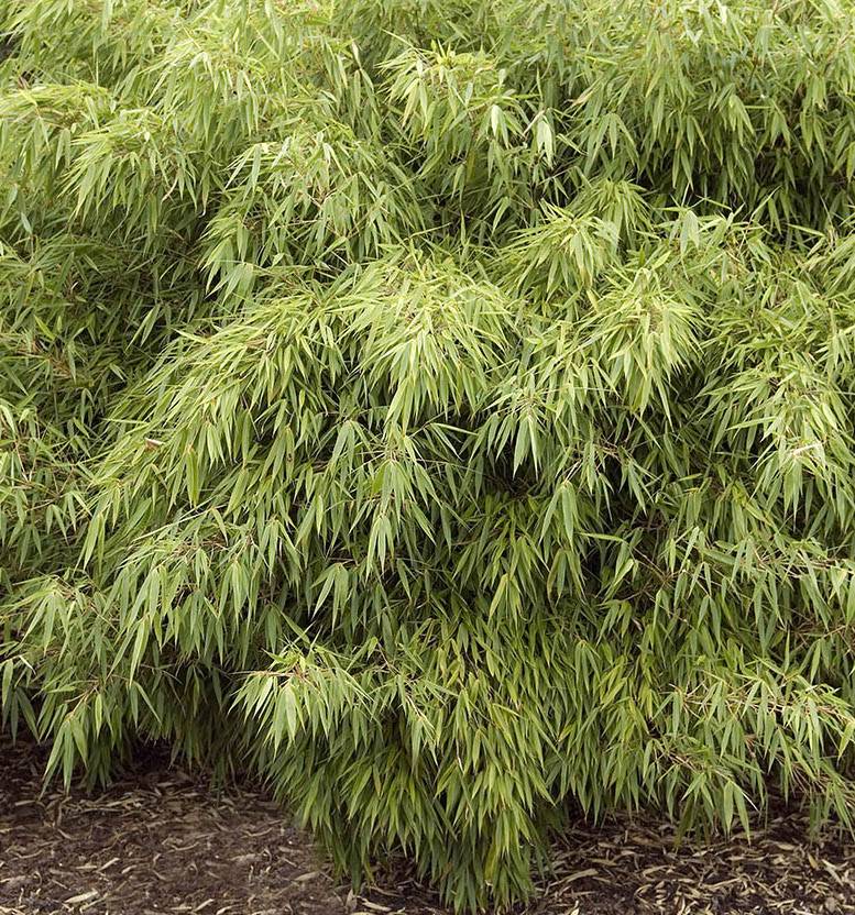 0 - Fargesia "Rufa" (Bambou non traçant) Pot 15 Litres - 80/100cm - 15/20 cannes - Image 3