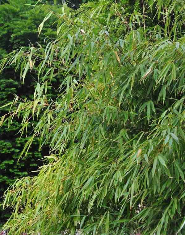 0 - Fargesia "Rufa" (Bambou non traçant) Pot 15 Litres - 80/100cm - 15/20 cannes - Image 2