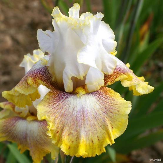 Iris germanica Ring Around Rosie - Iris des Jardins Godet de 8/9 cm