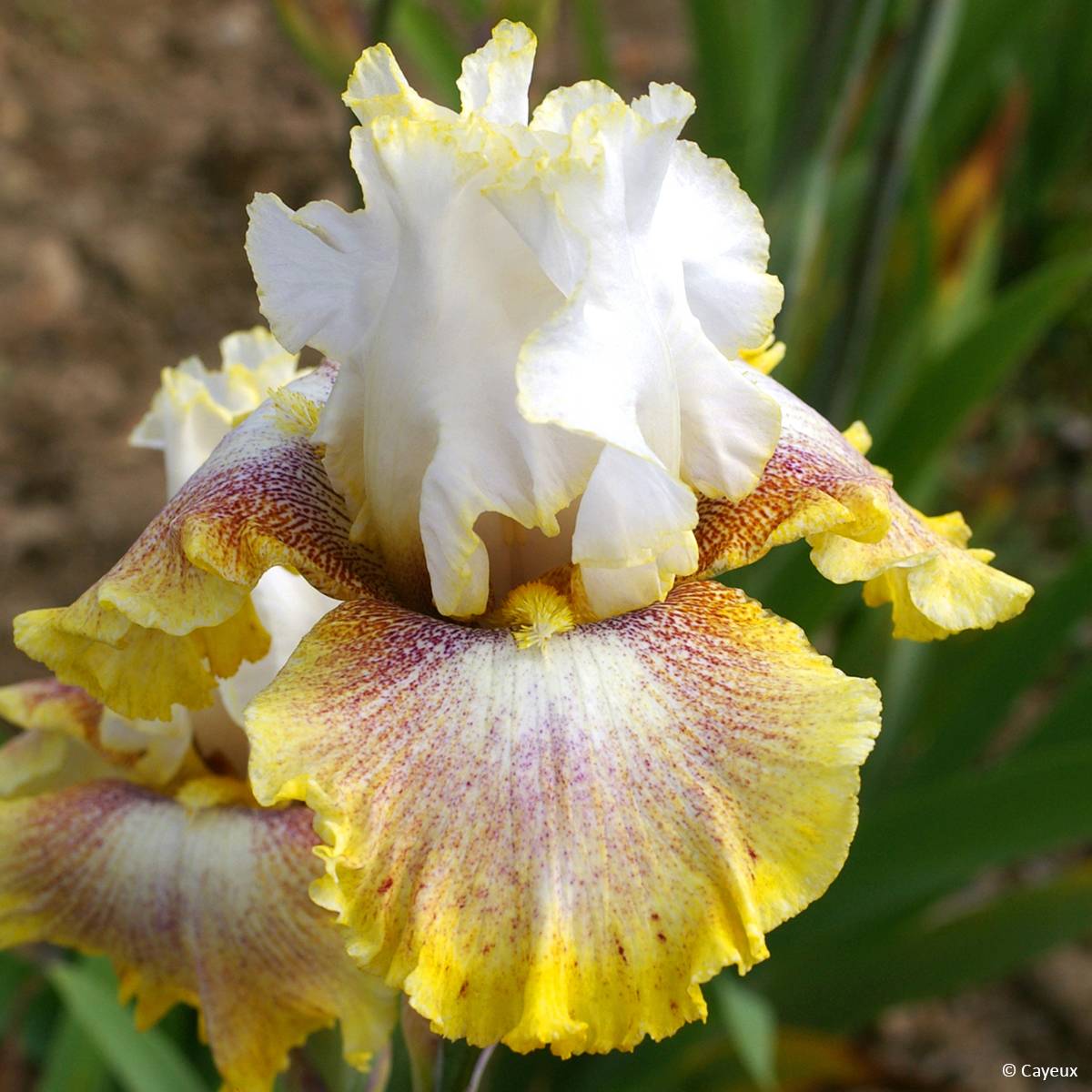 Iris germanica Ring Around Rosie - Iris des Jardins Godet de 8/9 cm