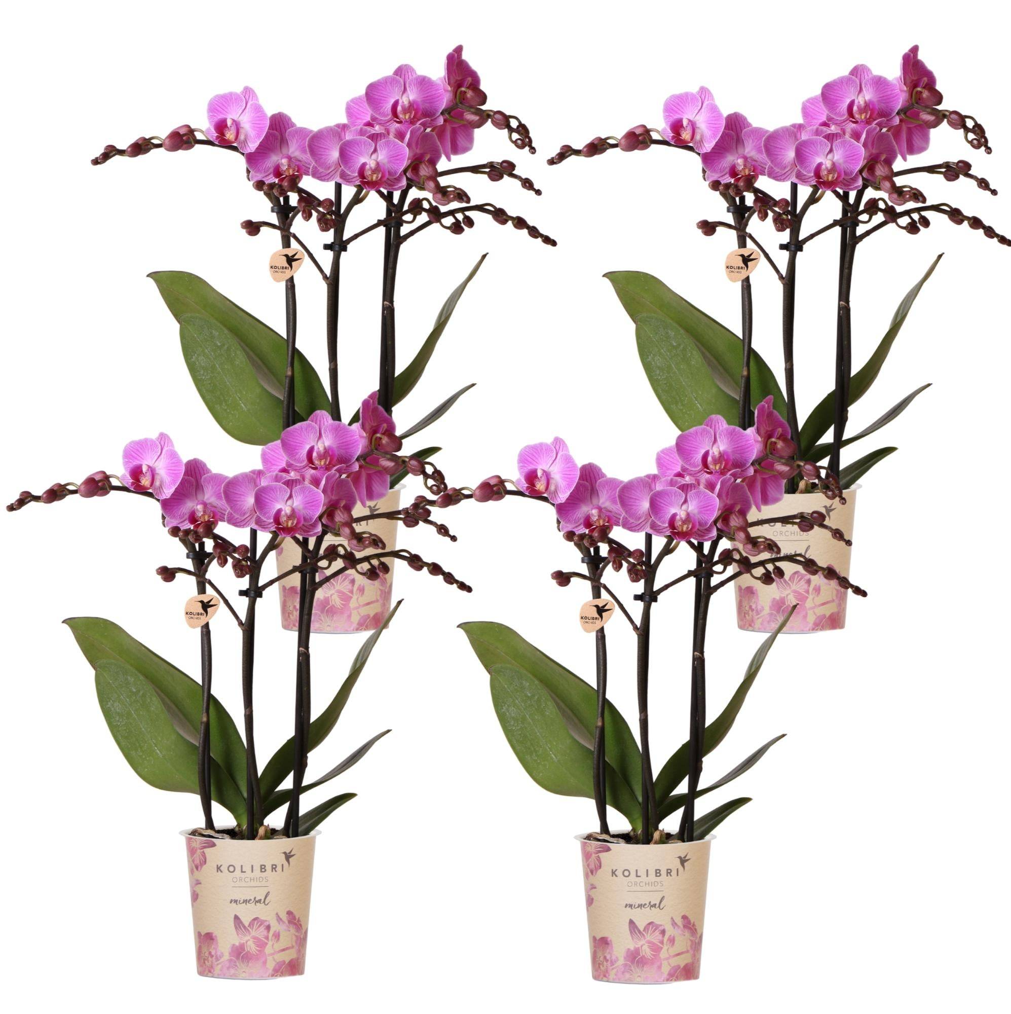 De 4 Orchidées Phalaenopsis - D9 H35cm - Image 1