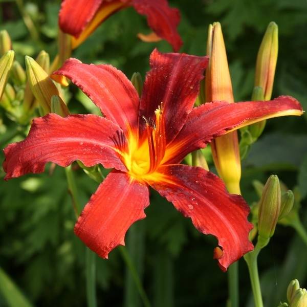 Promesse de Fleurs - Hémérocalle Sammy Russel - Lis d'un jour Godet de 8/9 cm
