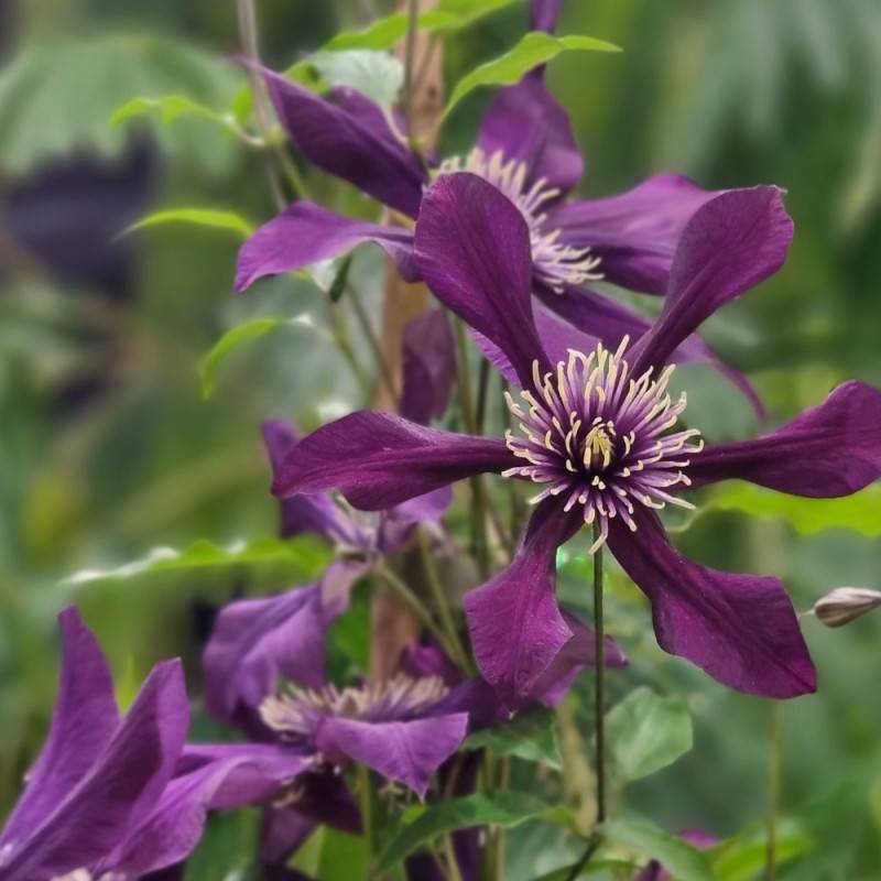 Clématite integrifolia Panther à fleurs Violette - feuillage Caduc - Pot de 1,5L - Tuteur bambou 30/60 cm-  hauteur à maturité De 1,00 m à 1,50 m - Image 6