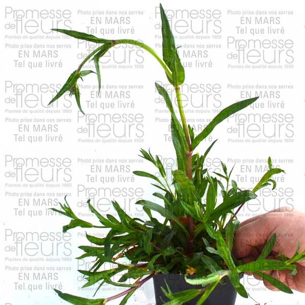 Lychnis flos-cuculi - Oeillet des près Godet de 8/9 cm - Image 3
