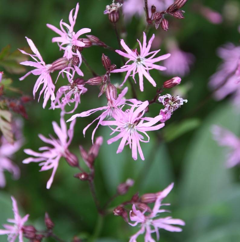 Lychnis flos-cuculi - Oeillet des près Godet de 8/9 cm - Image 1