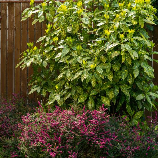 Aucuba japonica Variegata Pot de 2L/3L - Image 1