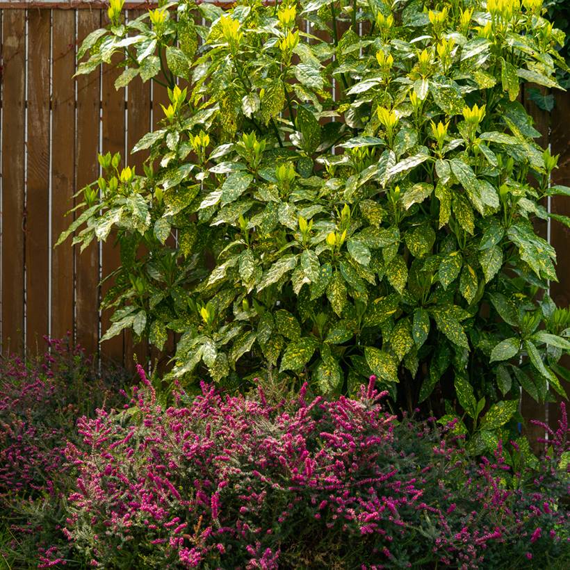 Aucuba japonica Variegata Pot de 2L/3L - Image 1