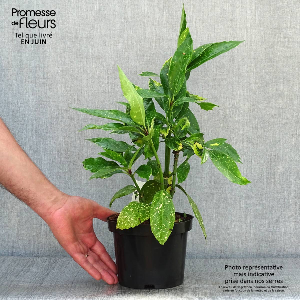 Aucuba japonica Variegata Pot de 2L/3L - Image 2