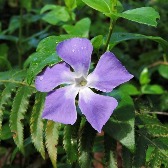 Pervenche major à fleurs Bleue - feuillage Persistant - Pot de 3L - 20/40 cm- hauteur à maturité Moins de 0,15 m - Image 1