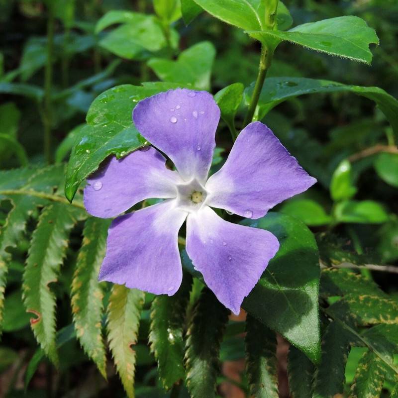 Pervenche major à fleurs Bleue - feuillage Persistant - Pot de 3L - 20/40 cm-  hauteur à maturité Moins de 0,15 m - Image 2