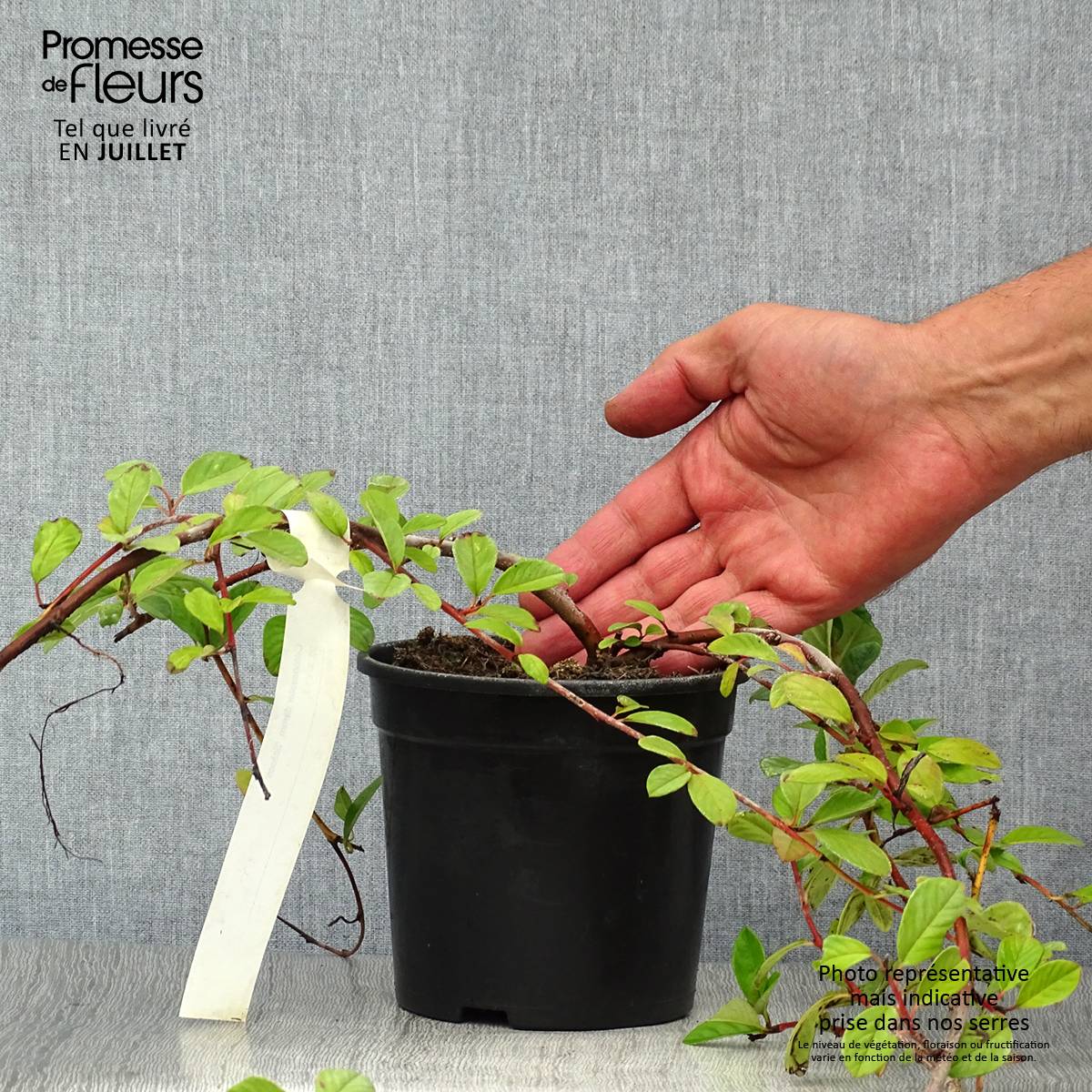 Cotoneaster dammeri Schoon Pot de 1L/1,5L - Image 2