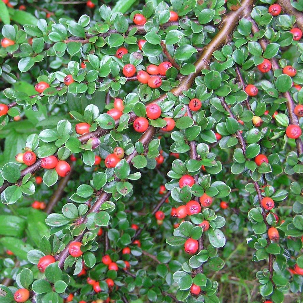 Cotoneaster dammeri Schoon Pot de 1L/1,5L - Image 1