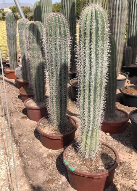 0 - Pachycereus pringlei cactus Pot de 25L - 100/125cm - Image 2