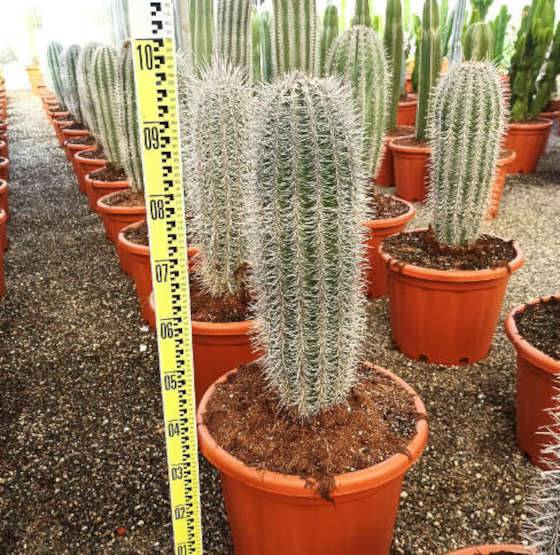 0 - Pachycereus pringlei cactus Pot de 25L - 100/125cm