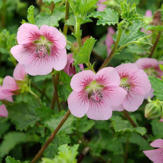 Promesse de Fleurs - Anisodontea scabrosa Miss Pinky - Mauve du Cap Pot de 3L/4L - Image 1