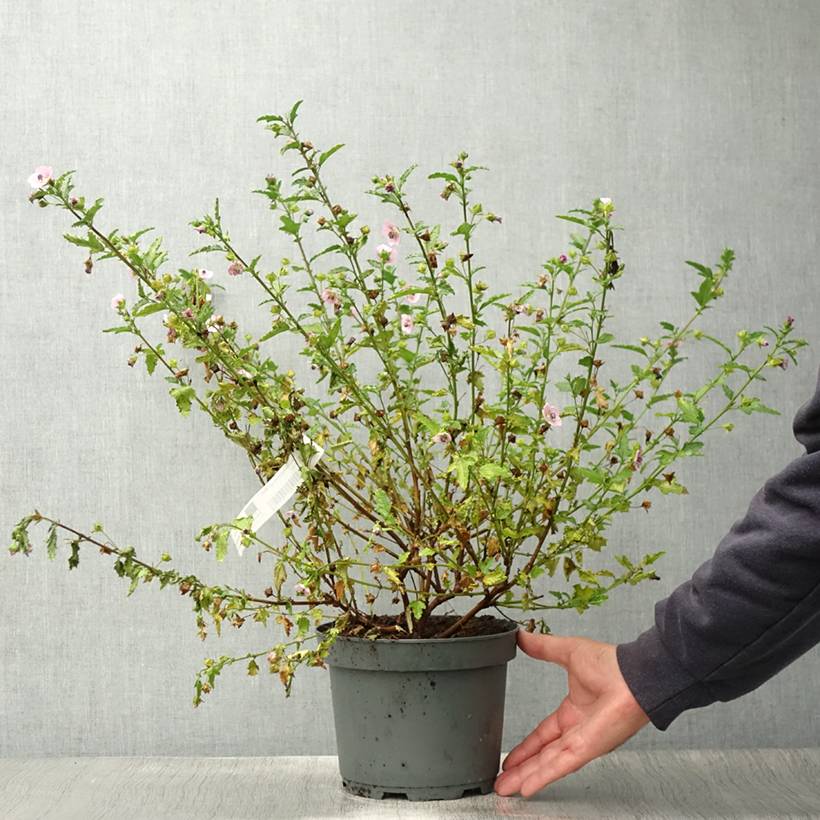 Promesse de Fleurs - Anisodontea scabrosa Miss Pinky - Mauve du Cap Pot de 3L/4L - Image 2