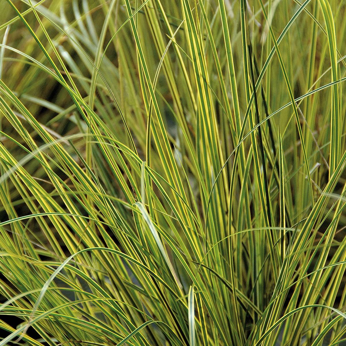 Promesse de Fleurs - Carex brunnea Aureovariegata - Laîche panachée Pot de 2L/3L