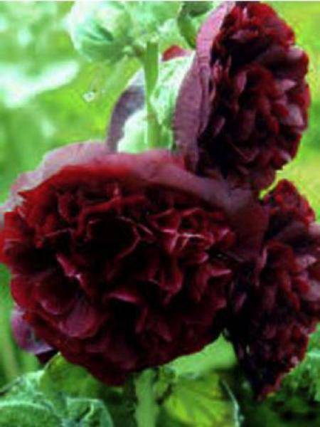 Promesse de Fleurs - Rose trémière - Alcea rosea Chater's Double Violet Godet de 8/9 cm