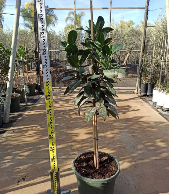 Sans Marque - Adenium obesum cv Dang Bailay Caudex d'environ 300g 20/25cm - Image 4