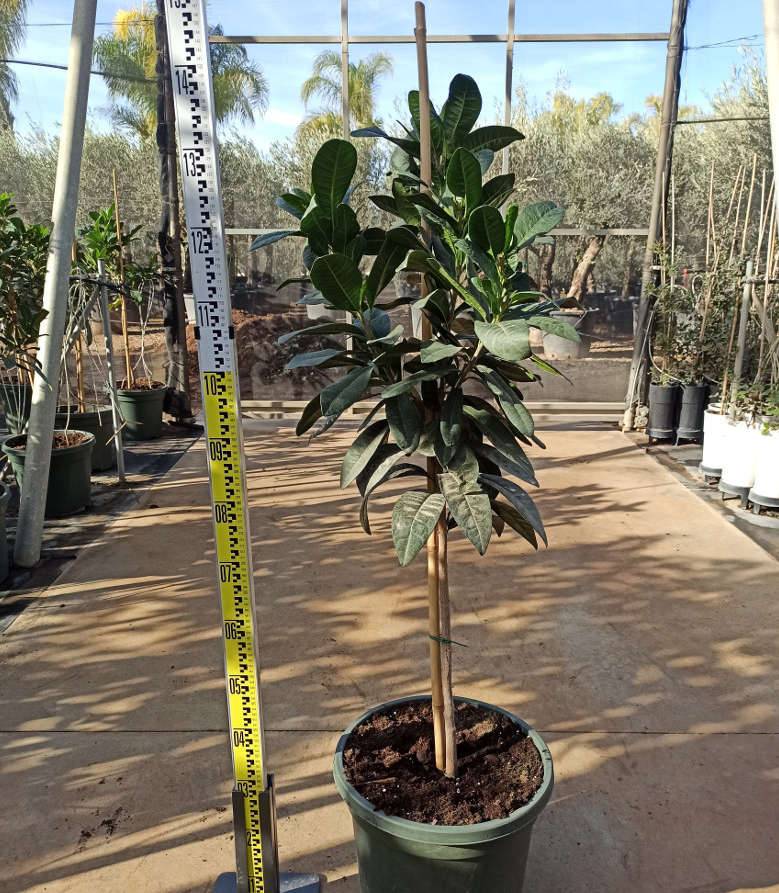 Sans Marque - Adenium obesum cv Dang Bailay  Caudex d'environ 300g 20/25cm - Image 4