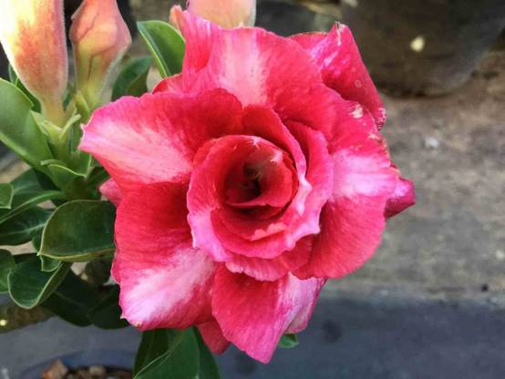 Sans Marque - Adenium obesum cv Dang Bailay Caudex d'environ 300g 20/25cm - Image 1