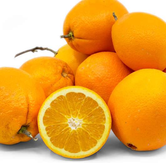 0 - Citrus sinensis var.Navelate (orange la meilleure tout simplement) Pot de 9 litres -140/160 cm - Image 1